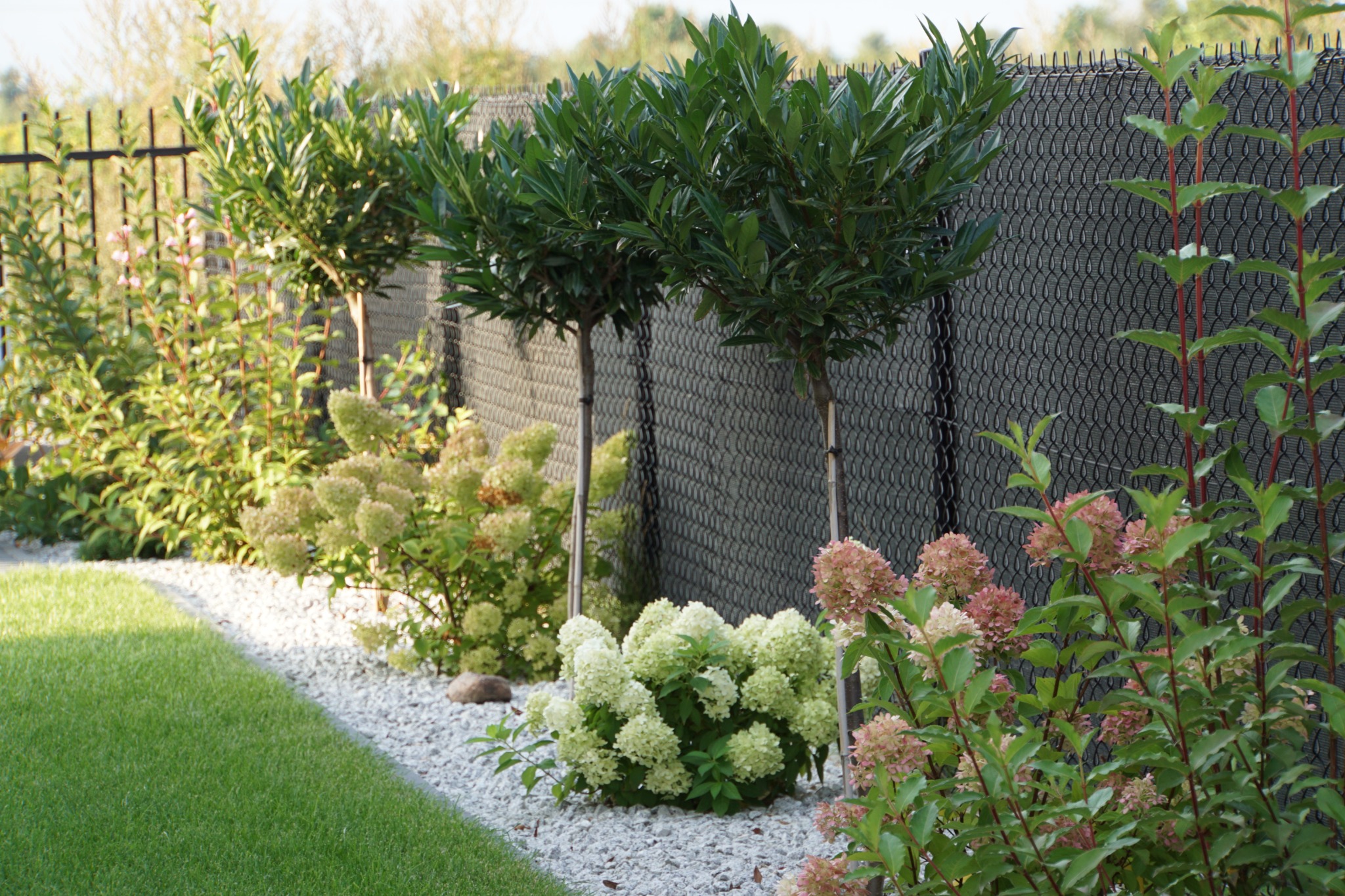 Uporządkowany ogród z równo przystrzyżonym trawnikiem, ozdobnymi krzewami hortensji w odcieniach bieli i różu oraz drzewkami formowanymi w kulę, oddzielony od sąsiadów czarną siatką na ogrodzeniu.