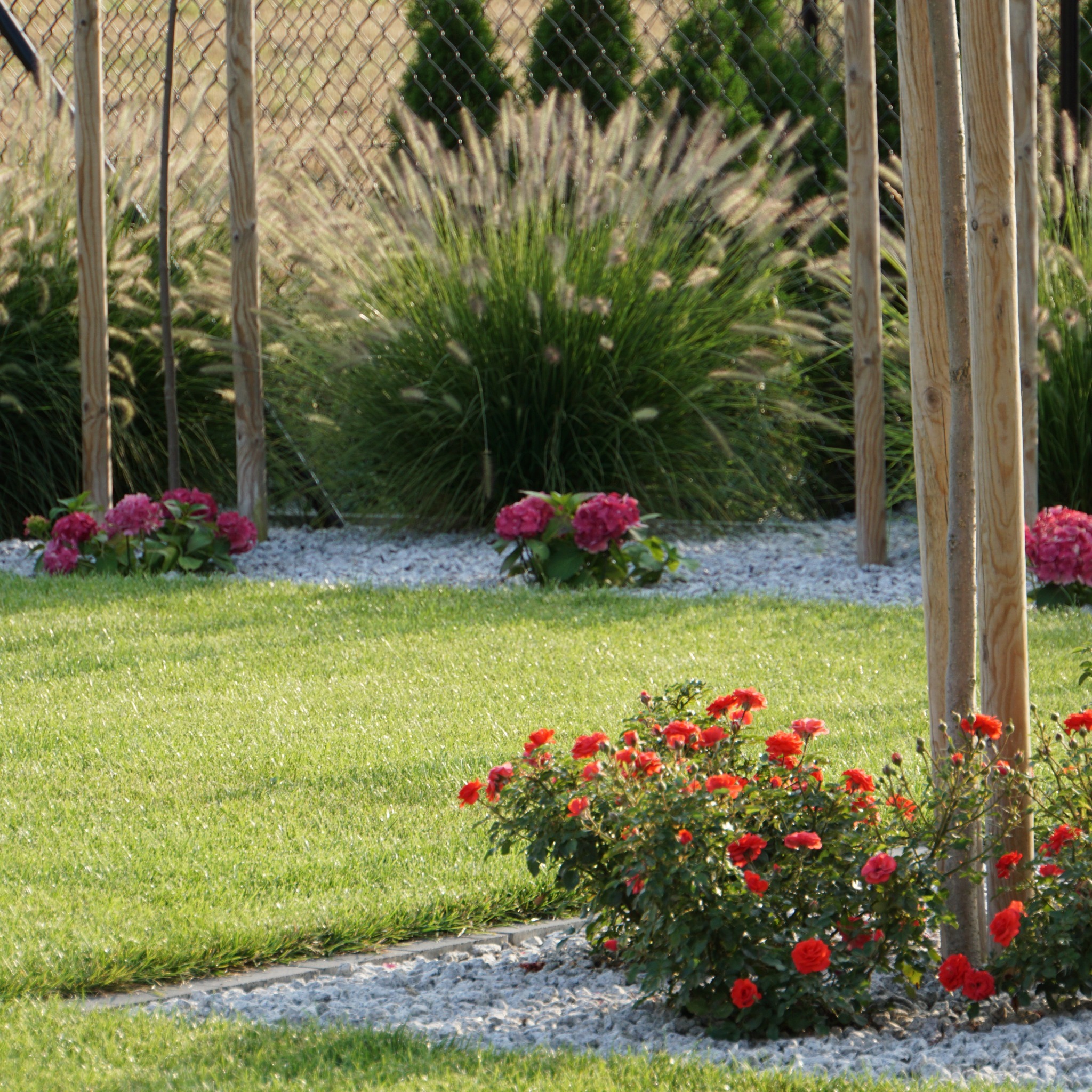 Utrzymany w dobrym stanie trawnik z nasadzeniami ozdobnymi: czerwone róże i różowe hortensje, oddzielone od trawnika pasem białego żwiru, w tle kępy traw ozdobnych i drewniane podpory dla młodych...