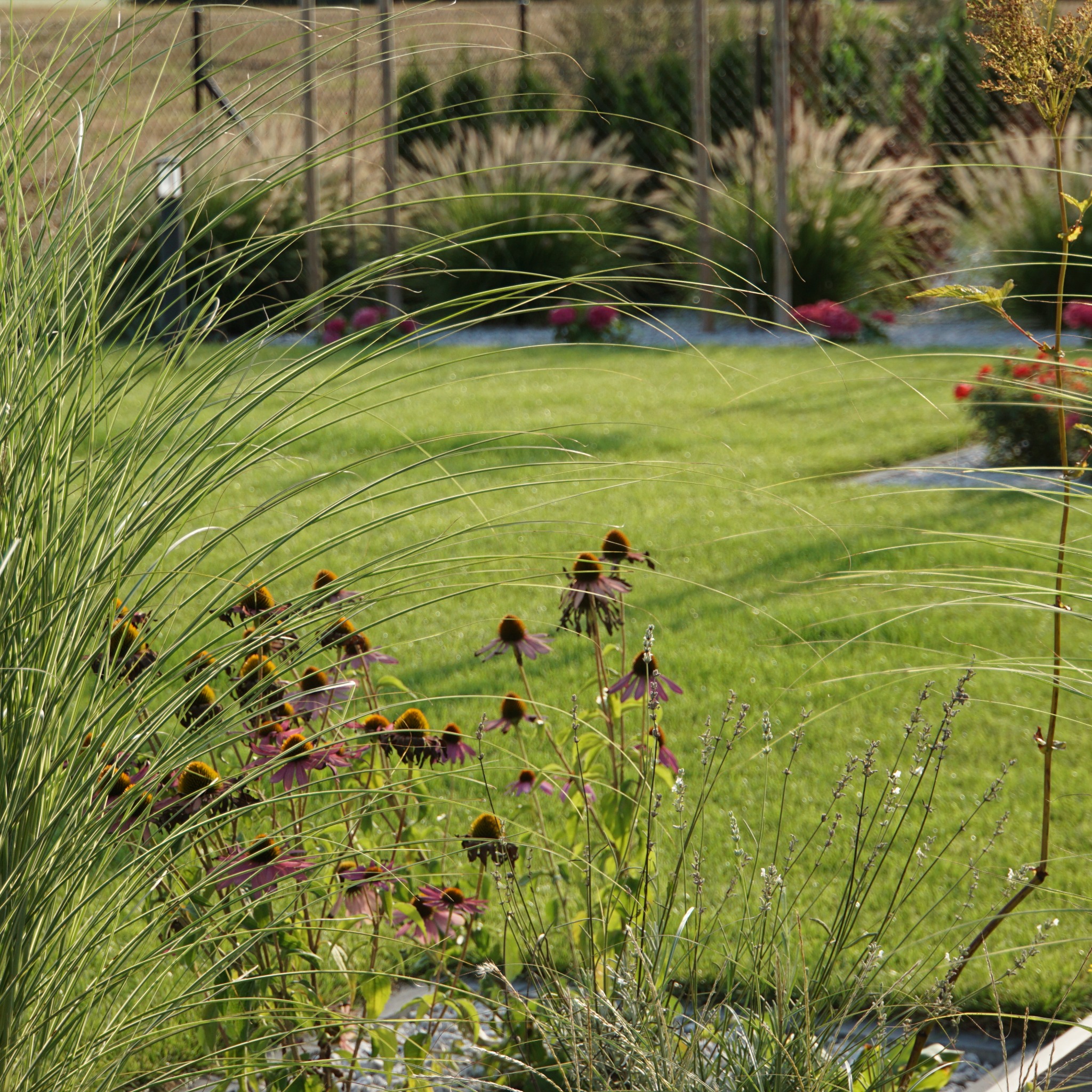 Fragment ogrodu z kwitnącymi jeżówkami, ozdobną trawą i zadbanym trawnikiem w tle, widok z bliska.