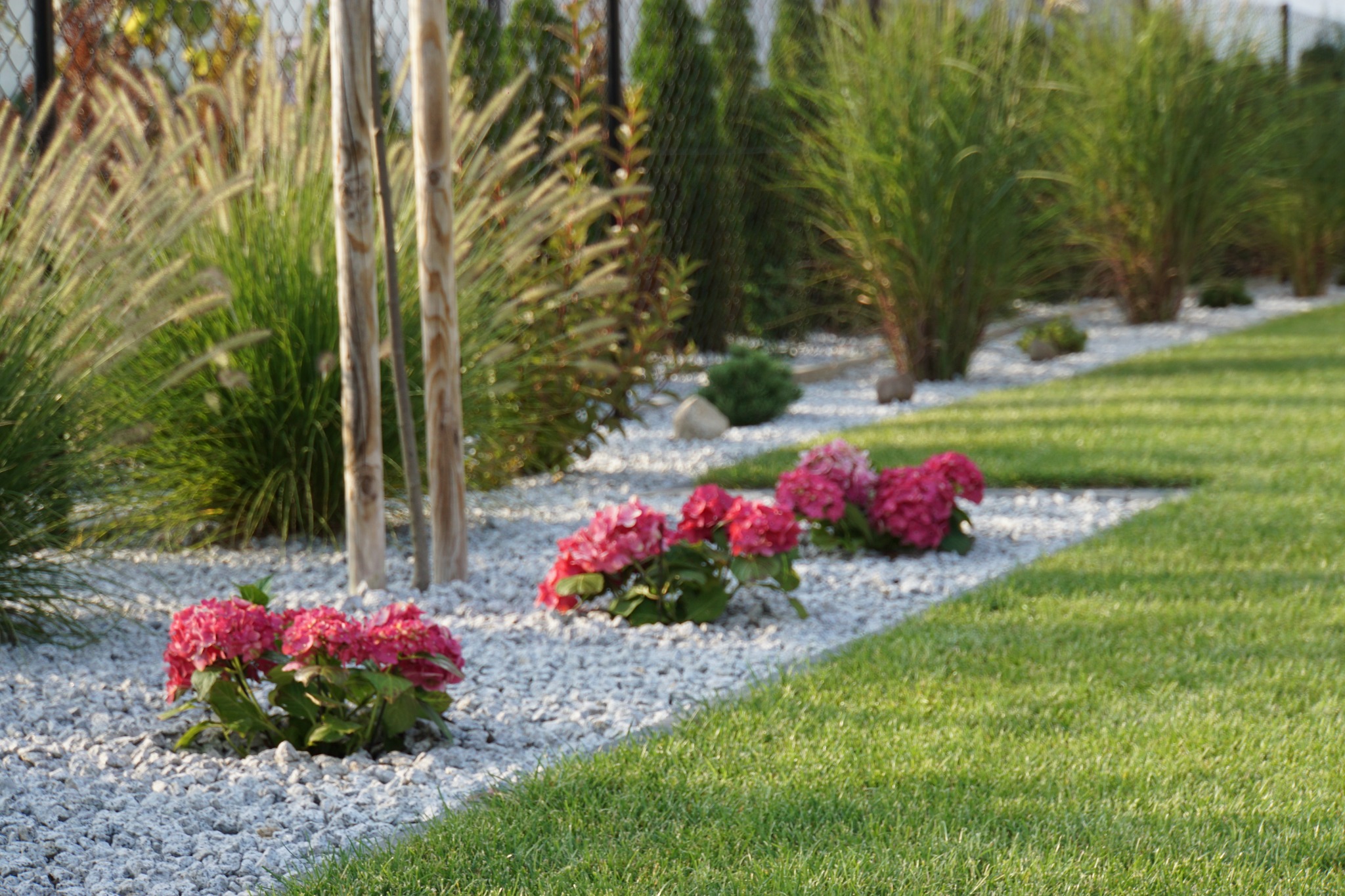 Uporządkowany ogród z rabatami z białego żwiru, na których rosną różowe hortensje, a w tle ozdobne trawy i tuje.