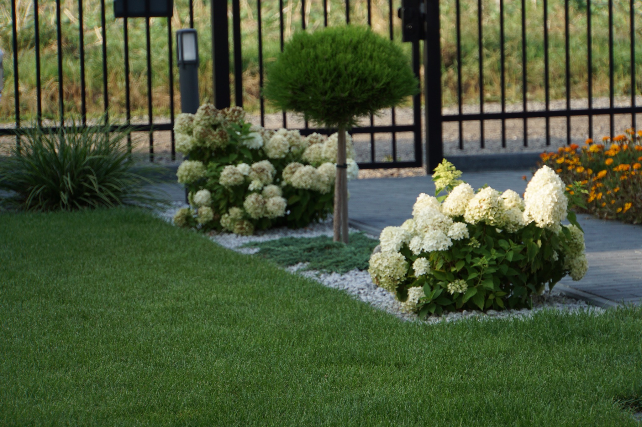 Ujęcie fragmentu ogrodu z równo przystrzyżonym trawnikiem, kulistymi krzewami hortensji w odcieniach bieli, formowanym drzewkiem oraz czarnym metalowym ogrodzeniem w tle.