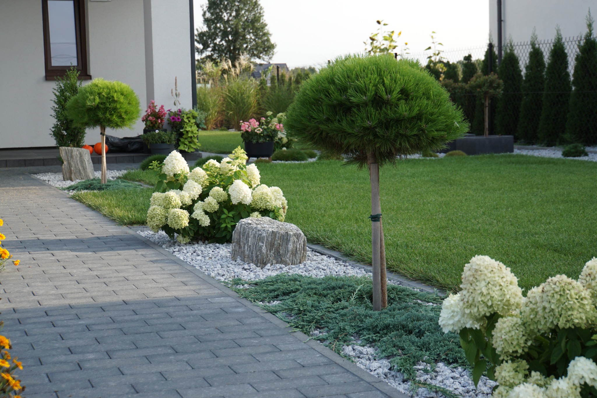 Zadbany ogród z równo przystrzyżonym trawnikiem, kulistymi drzewkami i białymi hortensjami wzdłuż ścieżki z kostki brukowej, ozdobiony kamieniami i białym żwirem.