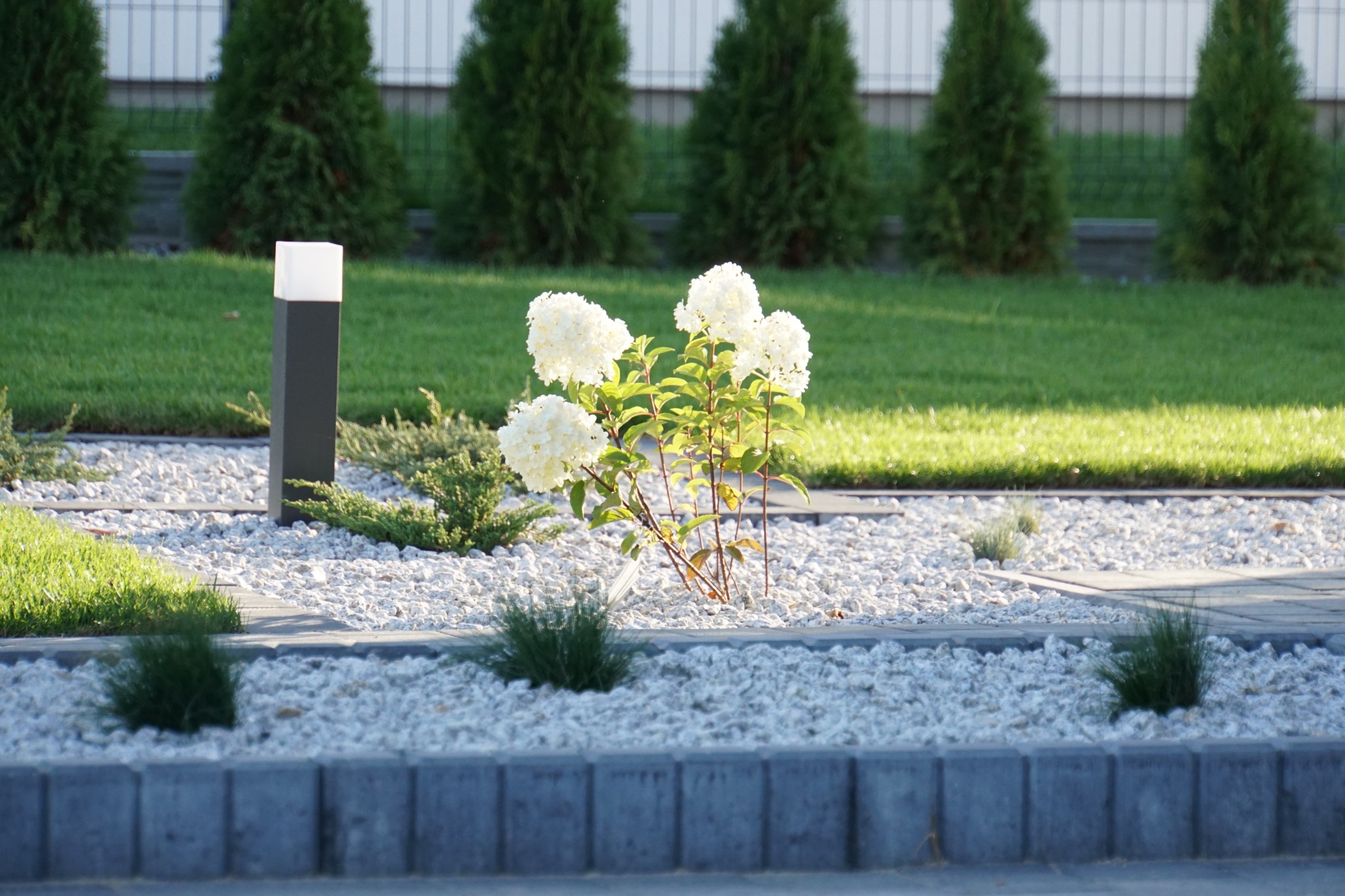 Kwitnąca hortensja 'Annabelle' otoczona białym grysem i niskimi krzewami na rabacie w Garbowie, z trawnikiem i tujami w tle, oświetlona popołudniowym słońcem.