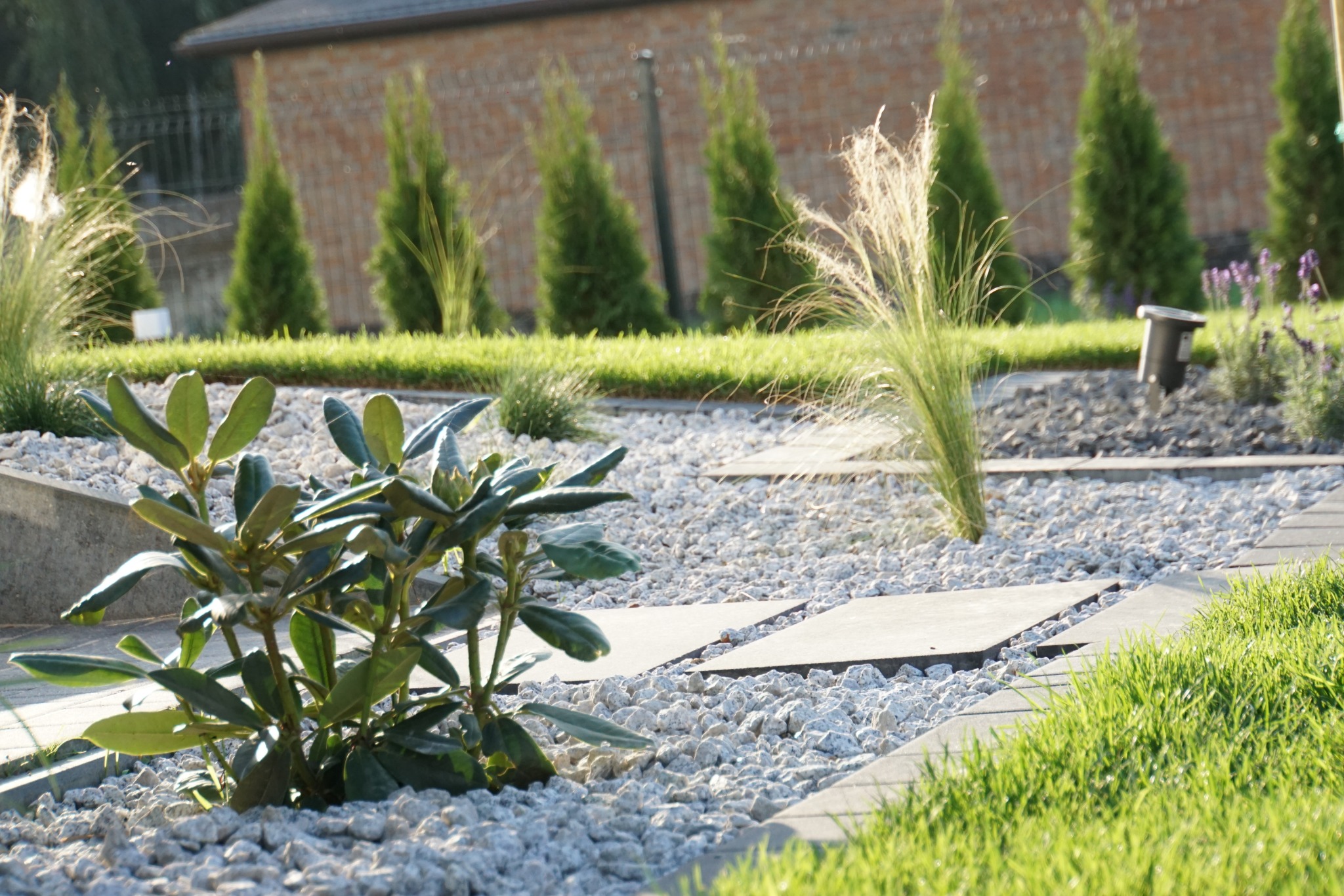 Nowoczesny ogród z białym żwirem, ścieżką z płyt betonowych, ozdobnymi trawami i niskimi krzewami. W tle rząd stożkowych drzew iglastych.
