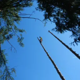 Arborysta na szczycie ogołoconego pnia drzewa na tle błękitnego nieba, widok z dołu. Gałęzie drzew po bokach kadru.