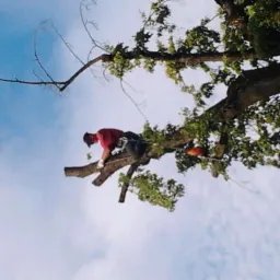 Arborysta w kasku i rękawicach, z piłą spalinową, przycina gałęzie drzewa na tle nieba. Ujęcie z dołu, podkreślające wysokość i trudność pracy.