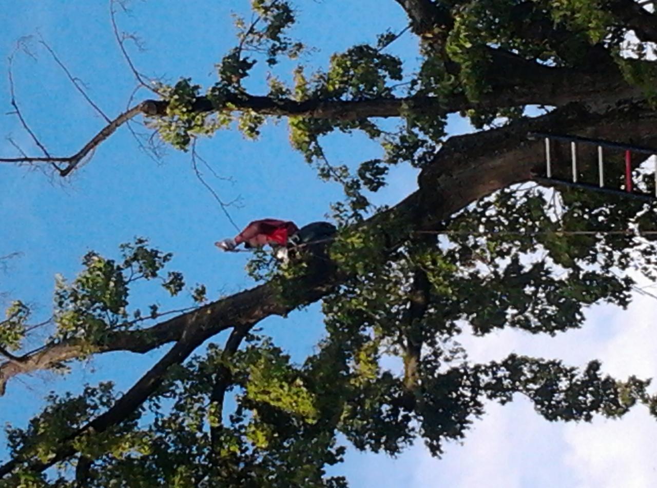 Pracownik w czerwonej koszuli, zabezpieczony linami, na gałęzi drzewa podczas pracy na wysokości. Widoczna drabina oparta o pień, błękitne niebo w tle.