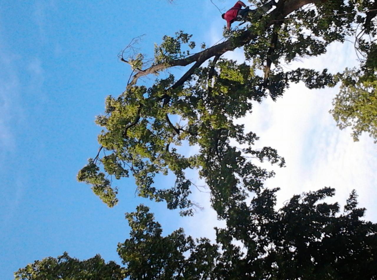 Prace w koronach drzew