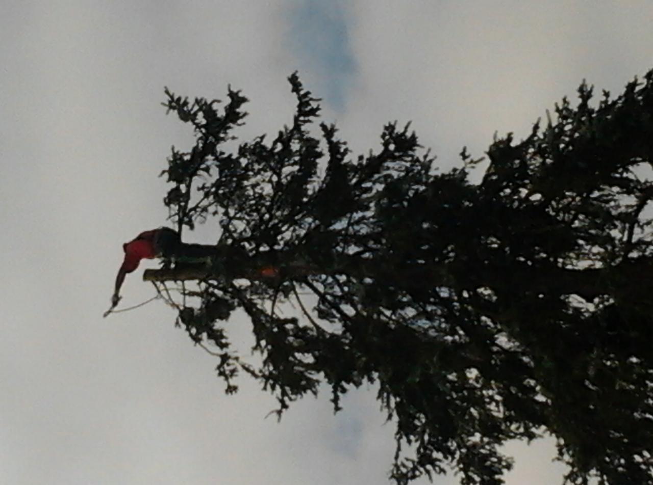 Drzewo iglaste z robotnikiem na wysokości podczas wycinki, widoczne na tle pochmurnego nieba. Ujęcie z dołu, podkreślające wysokość drzewa i trudność zadania.