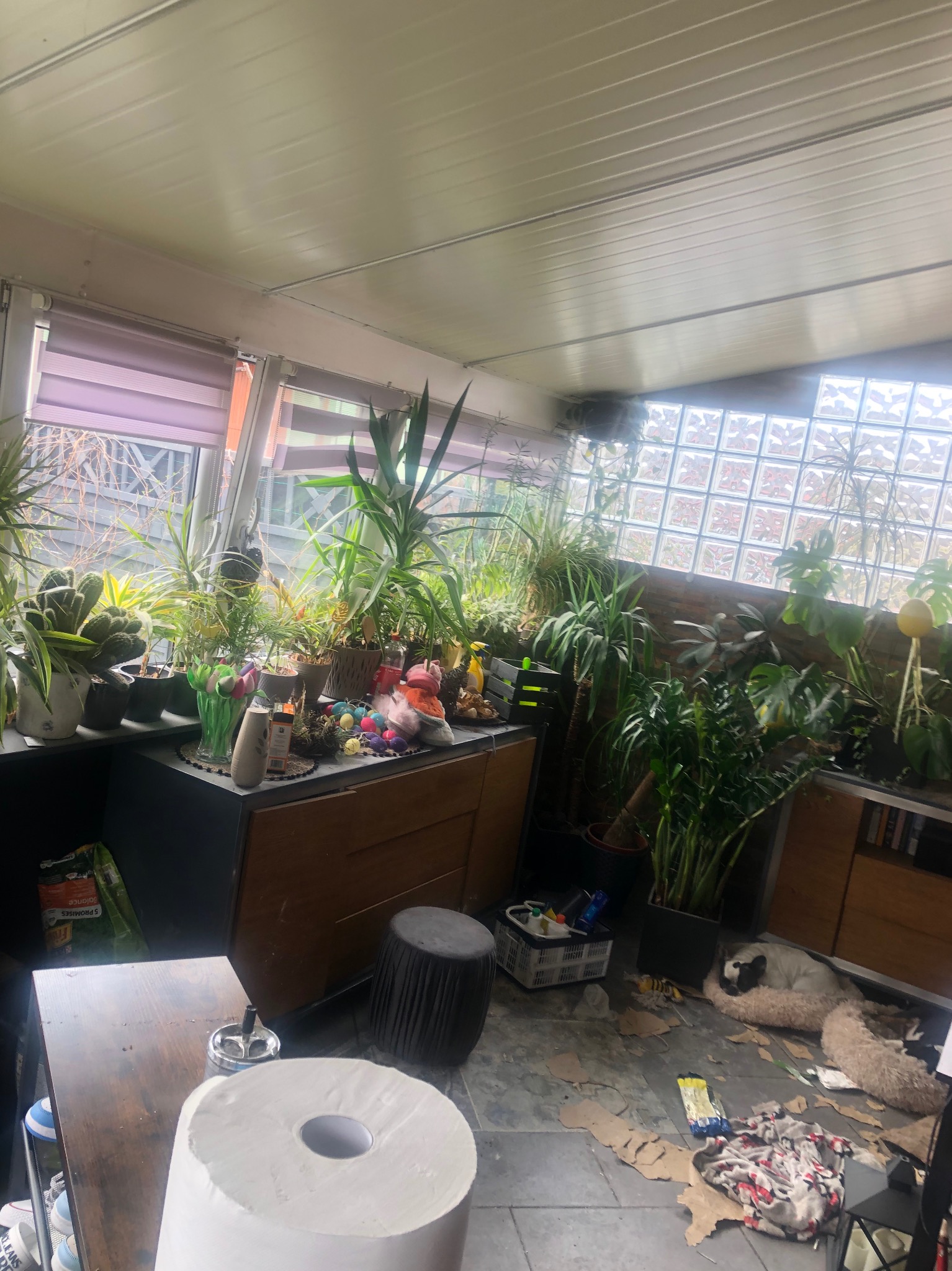 Zaniedbane pomieszczenie z licznymi roślinami doniczkowymi, nieporządkiem na podłodze, resztkami kartonu, leżącym psem i niedopałkami w popielniczce na stole.