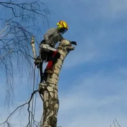 Wycinanie oraz pielęgnacja drzew i krzewów.