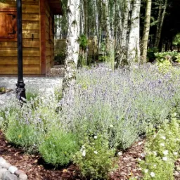 Ogród z kwitnącą lawendą i brzozami, ścieżka z kostki brukowej obramowana kamieniami prowadzi do drewnianego domku z lampą.