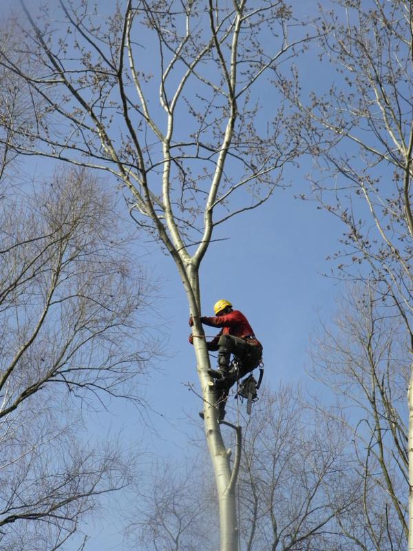 Arborysta w kasku, w trakcie wspinaczki na wysokie drzewo o jasnej korze, z piłą spalinową przy pasie, na tle błękitnego nieba.