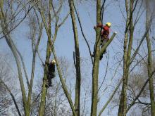 Arborysta w kasku i uprzęży, przycina gałęzie wysokiego drzewa na tle błękitnego nieba. Drugi pracownik na sąsiednim drzewie. Wiosenny krajobraz.