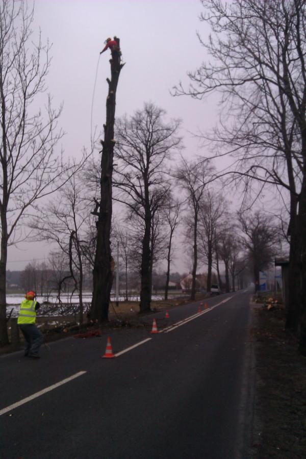 Arborysta w kasku, w trakcie pracy na wysokim drzewie przy drodze, zabezpieczonej pomarańczowymi pachołkami. Widoczny drugi pracownik na ziemi w odblaskowej kamizelce.