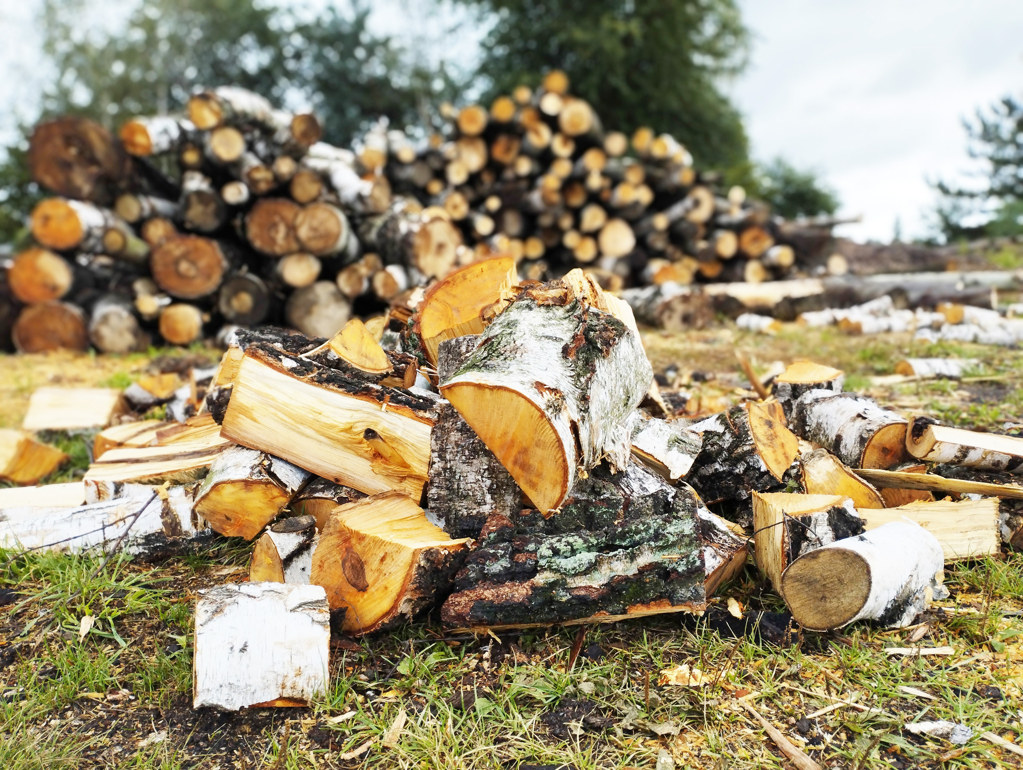 sprzedaż drewna opałowego od 300 zł/ MP