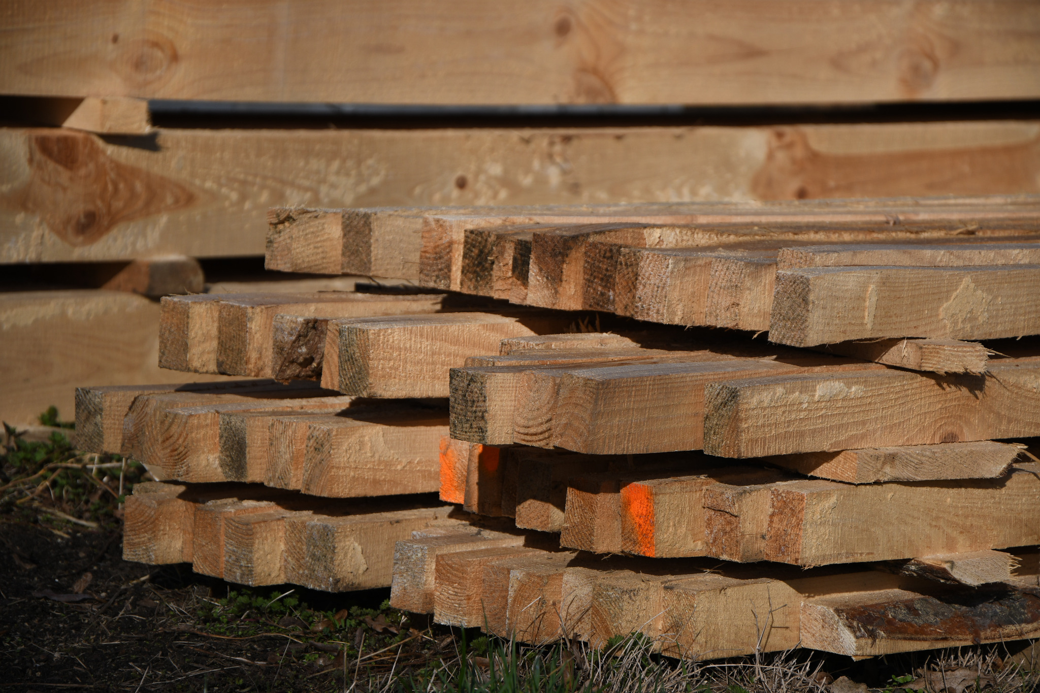 Stos jasnej tarcicy budowlanej z pomarańczowymi oznaczeniami, ułożonej na ziemi z zieloną trawą i suchymi liśćmi, na tle większej sterty drewna w słoneczny dzień.