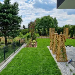 Zadbany trawnik z rolki, drewniane podpory dla roślin pnących, rabata z korą, ogrodzenie panelowe i duża sosna w ogrodzie.