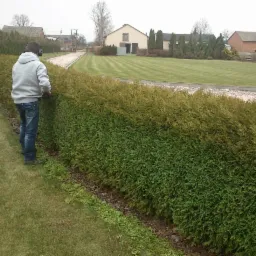 cięcie żywopłotów