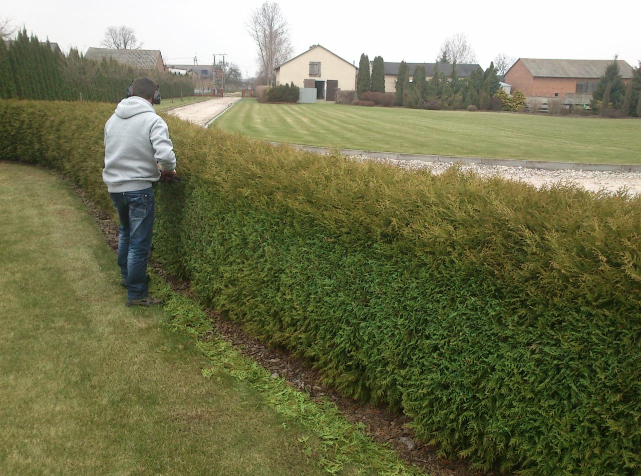 cięcie żywopłotów