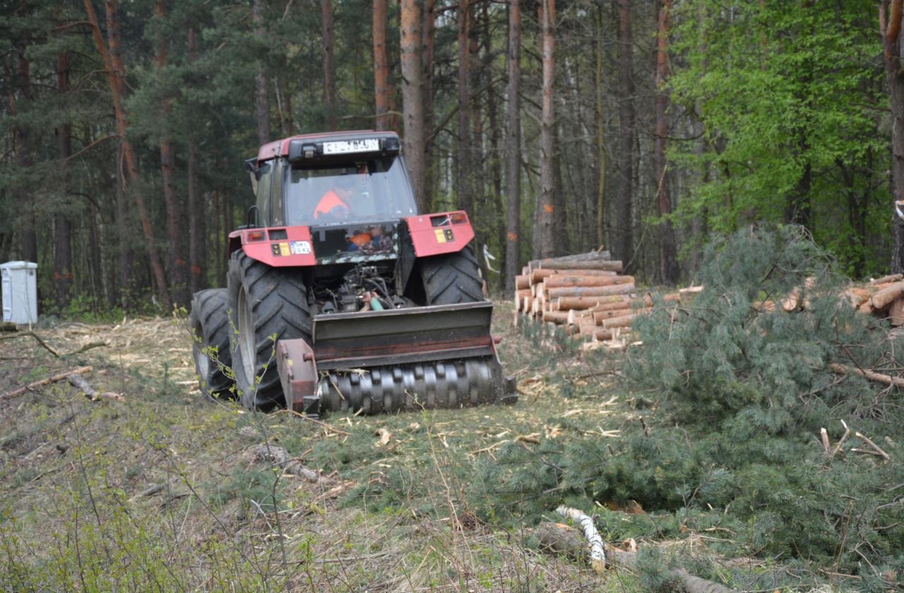 Czerwony traktor z frezem leśnym w lesie po wycince, stosy ściętych pni w tle.