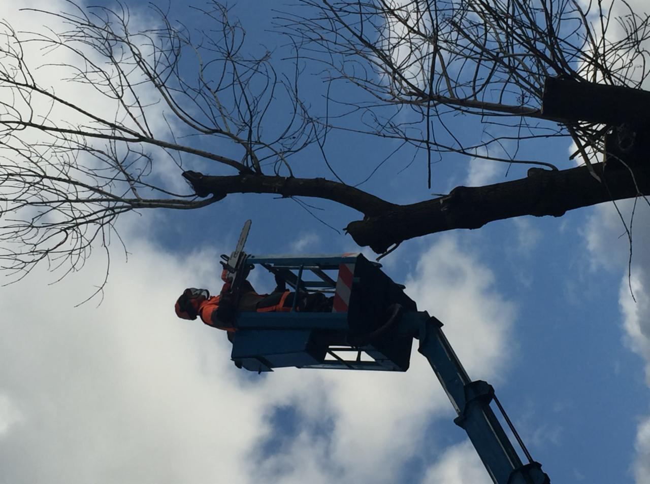 Pracownik w uprzęży na podnośniku koszowym, z piłą łańcuchową, przycina gałęzie drzewa na tle błękitnego nieba z chmurami w Łaziskach Górnych.