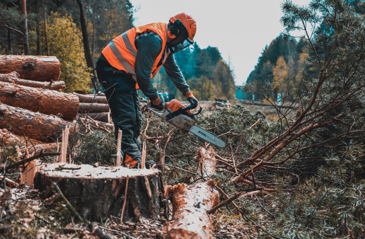 Drwal w kasku i kamizelce ochronnej tnie piłą spalinową gałęzie na tle pnia i ściętych drzew w lesie.