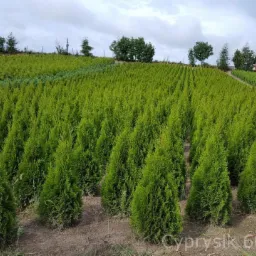 Szkółka iglaków: rząd równo posadzonych, młodych, zielonych Cyprysików na polu uprawnym, widok z perspektywy ziemi, w tle inne drzewa i budynek.