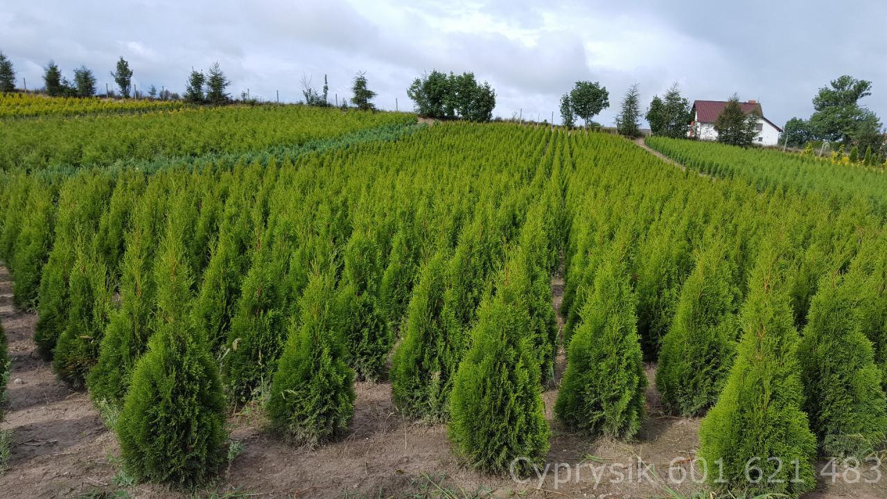 Szkółka iglaków: rząd równo posadzonych, młodych, zielonych Cyprysików na polu uprawnym, widok z perspektywy ziemi, w tle inne drzewa i budynek.