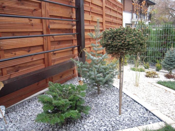 Ogród z ozdobnymi iglakami na szarym żwirze, drewniane ogrodzenie w tle. Kształtowane drzewko w formie kuli. Elementy dekoracyjne w ogrodzie, schludne rabaty.