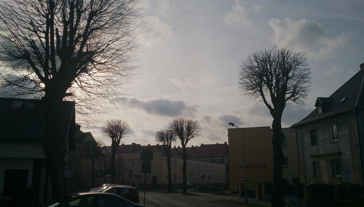 Szpaler drzew przy ulicy w pochmurny dzień. Widoczne budynki w tle i zaparkowane samochody. Drzewa bez liści, po przycince. Ujęcie wczesnowiosenne.