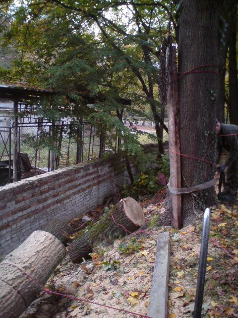 Wycinka drzewa zabezpieczonego linami w Białogardzie. Widoczne ścięte pnie, ceglany murek i pracownik w trakcie pracy,  zabezpieczający drzewo przed upadkiem.