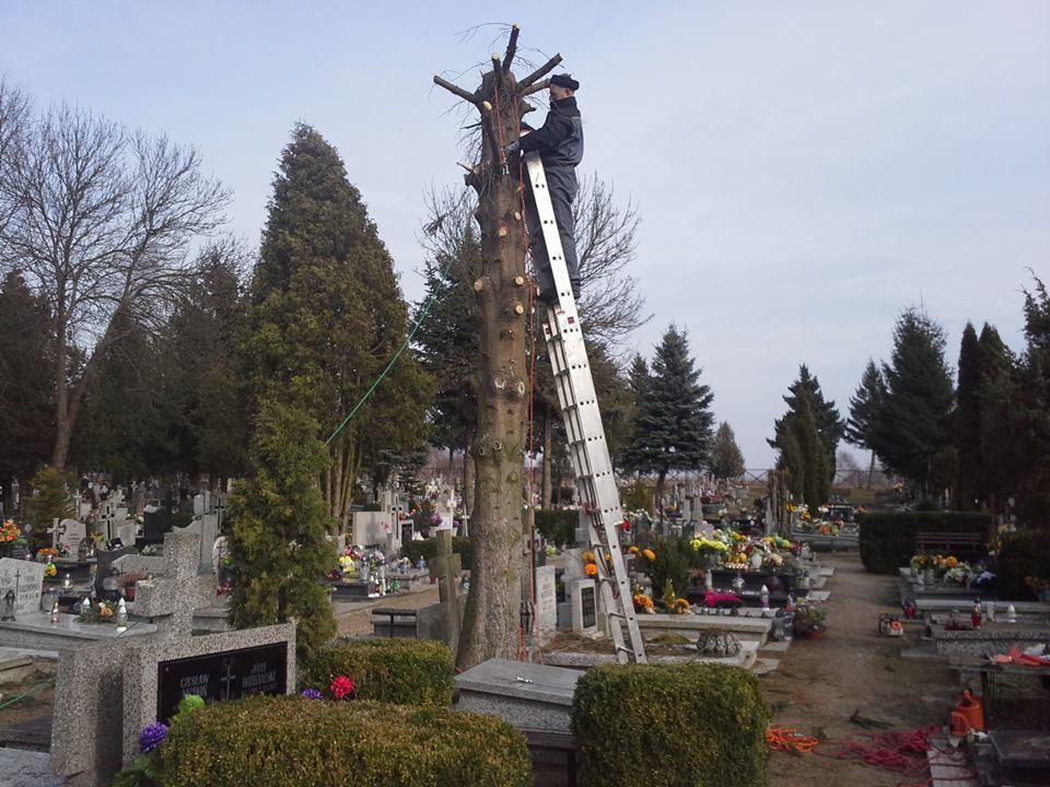 Pracownik na drabinie przycina wysokie drzewo na cmentarzu. Widoczne liczne nagrobki i inne drzewa w tle. Przycięty pień drzewa z licznymi śladami po gałęziach.