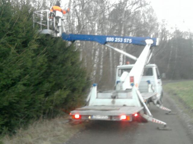 Pracownik w pomarańczowej kurtce na podnośniku przycina wysokie drzewo iglaste z użyciem specjalistycznego sprzętu i pojazdu z numerem telefonu.