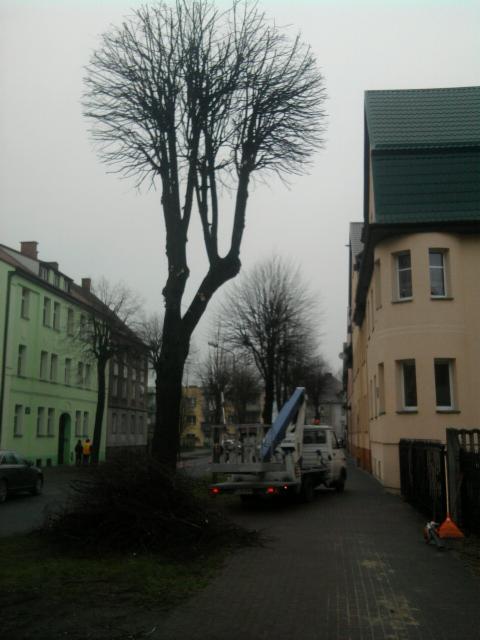 Przycięte drzewo miejskie z gałęziami na ziemi. W tle budynki i samochód z dźwigiem. Pochmurny dzień.