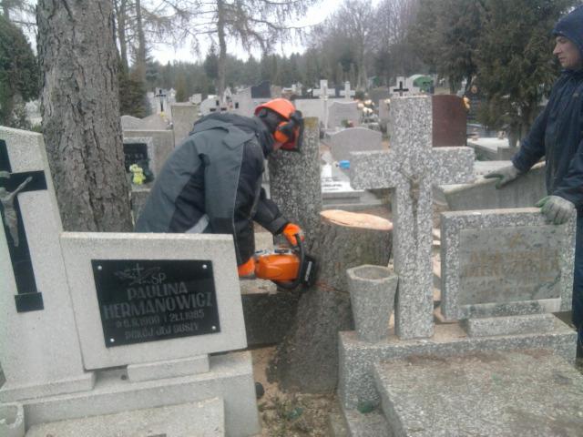 Pracownik w kasku tnie piłą pień drzewa na cmentarzu, pomiędzy nagrobkami. Widoczne wióry i drugi pracownik w tle.