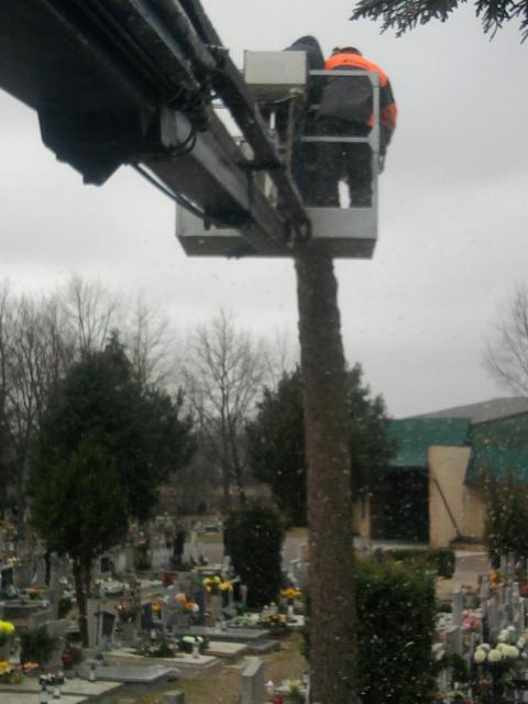 Pracownik w podnośniku koszowym przycina drzewo na cmentarzu, w tle nagrobki i budynek. Widoczne opiłki drewna.