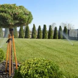 Utrzymany trawnik z nasadzeniami: formowana sosna, tuje w rzędzie, nawadnianie zraszaczy, schludny ogród przydomowy.