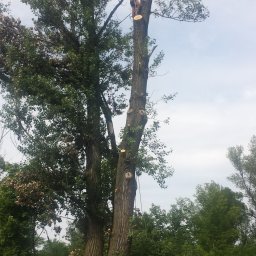 ANKER-GROUP Piotr KOTWICA - Wysoki mężczyzna w kasku i uprzęży, pracujący na wysokościach przy wycince drzewa, z widocznymi śladami cięć i odciętymi gałęziami u podstawy.