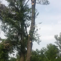 Wysoki mężczyzna w kasku i uprzęży, pracujący na wysokościach przy wycince drzewa, z widocznymi śladami cięć i odciętymi gałęziami u podstawy.