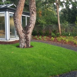 ANKER-GROUP Piotr KOTWICA - Starannie utrzymany trawnik z rolki przed nowoczesną szklarnią, obok której rośnie rozwidlony pień drzewa. W tle widoczna ścieżka z drobnego żwiru i rabata z korą.