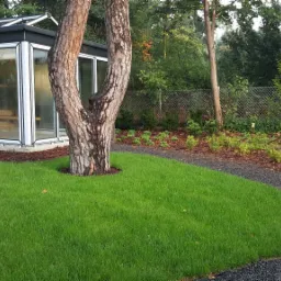 Starannie utrzymany trawnik z rolki przed nowoczesną szklarnią, obok której rośnie rozwidlony pień drzewa. W tle widoczna ścieżka z drobnego żwiru i rabata z korą.