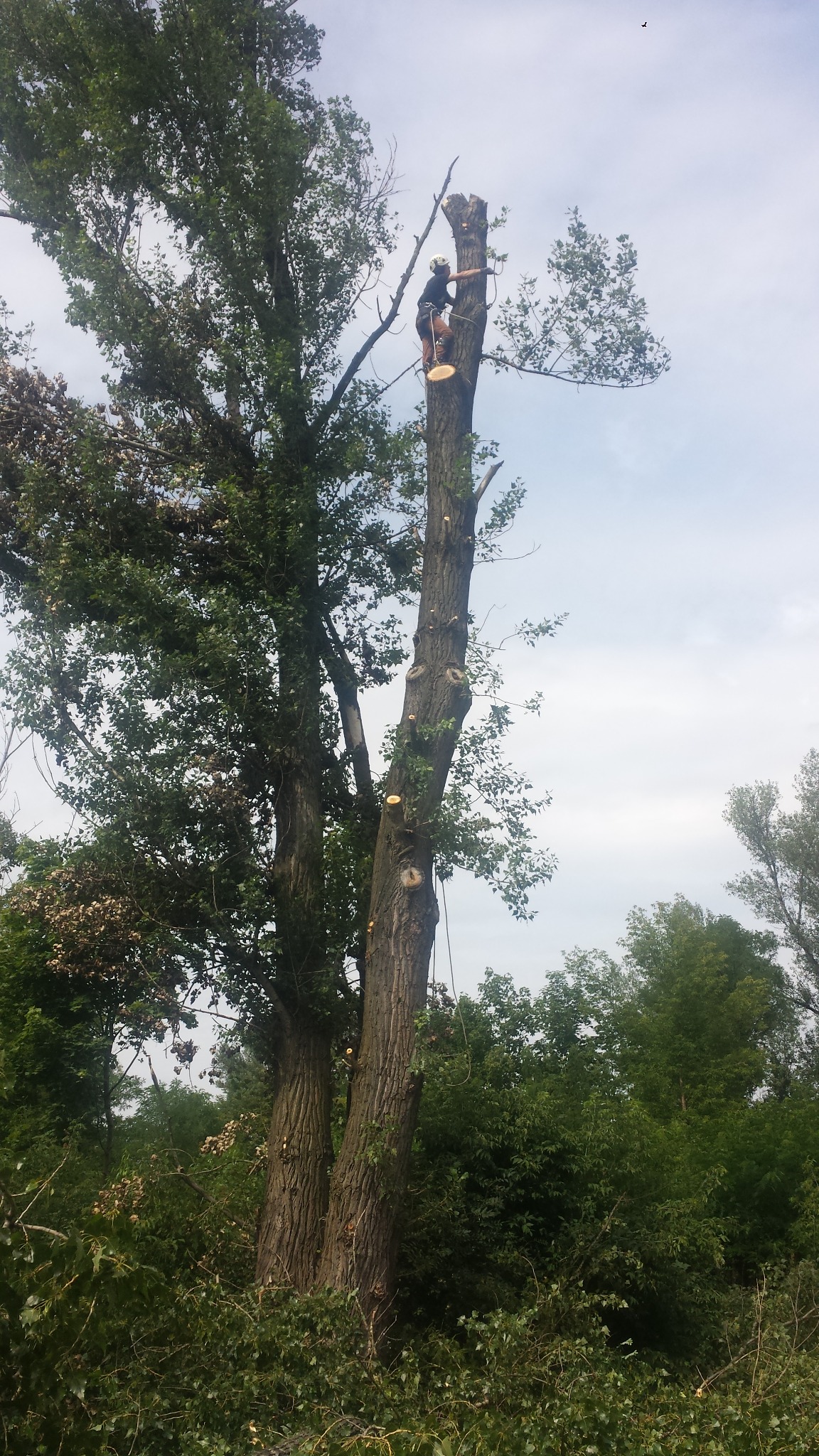 Wysoki mężczyzna w kasku i uprzęży, pracujący na wysokościach przy wycince drzewa, z widocznymi śladami cięć i odciętymi gałęziami u podstawy.