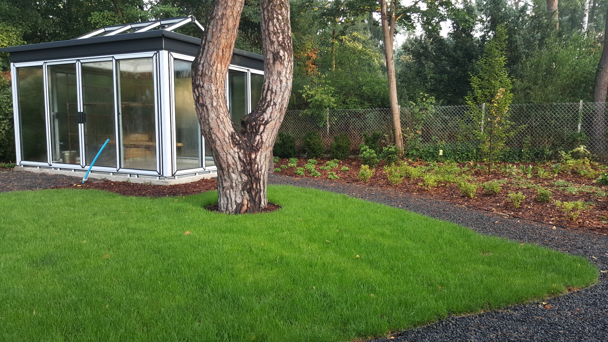 Starannie utrzymany trawnik z rolki przed nowoczesną szklarnią, obok której rośnie rozwidlony pień drzewa. W tle widoczna ścieżka z drobnego żwiru i rabata z korą.