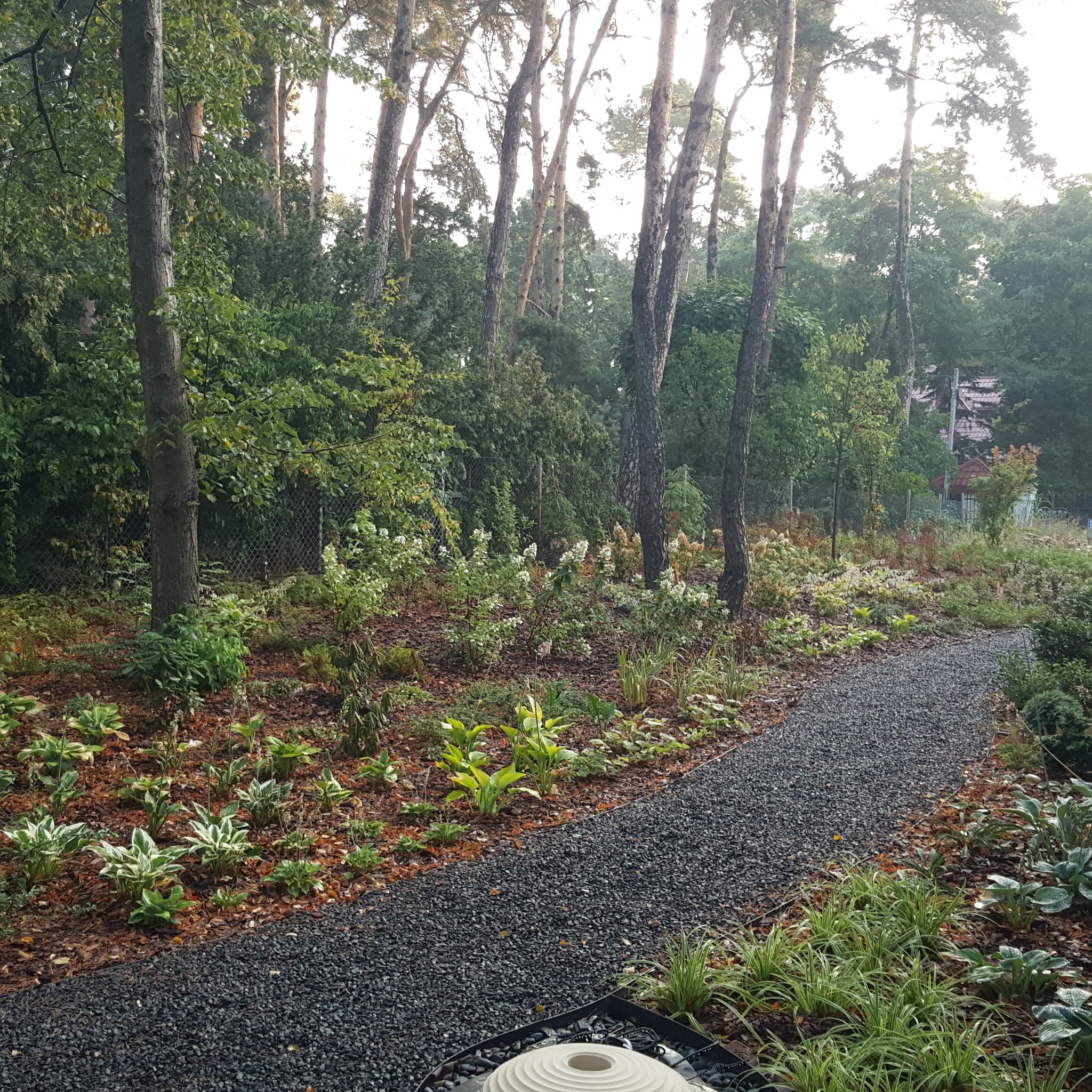 Ścieżka z drobnego, ciemnego żwiru wijąca się przez leśny ogród, otoczona rabatami z roślin okrywowych i drzewami w tle.
