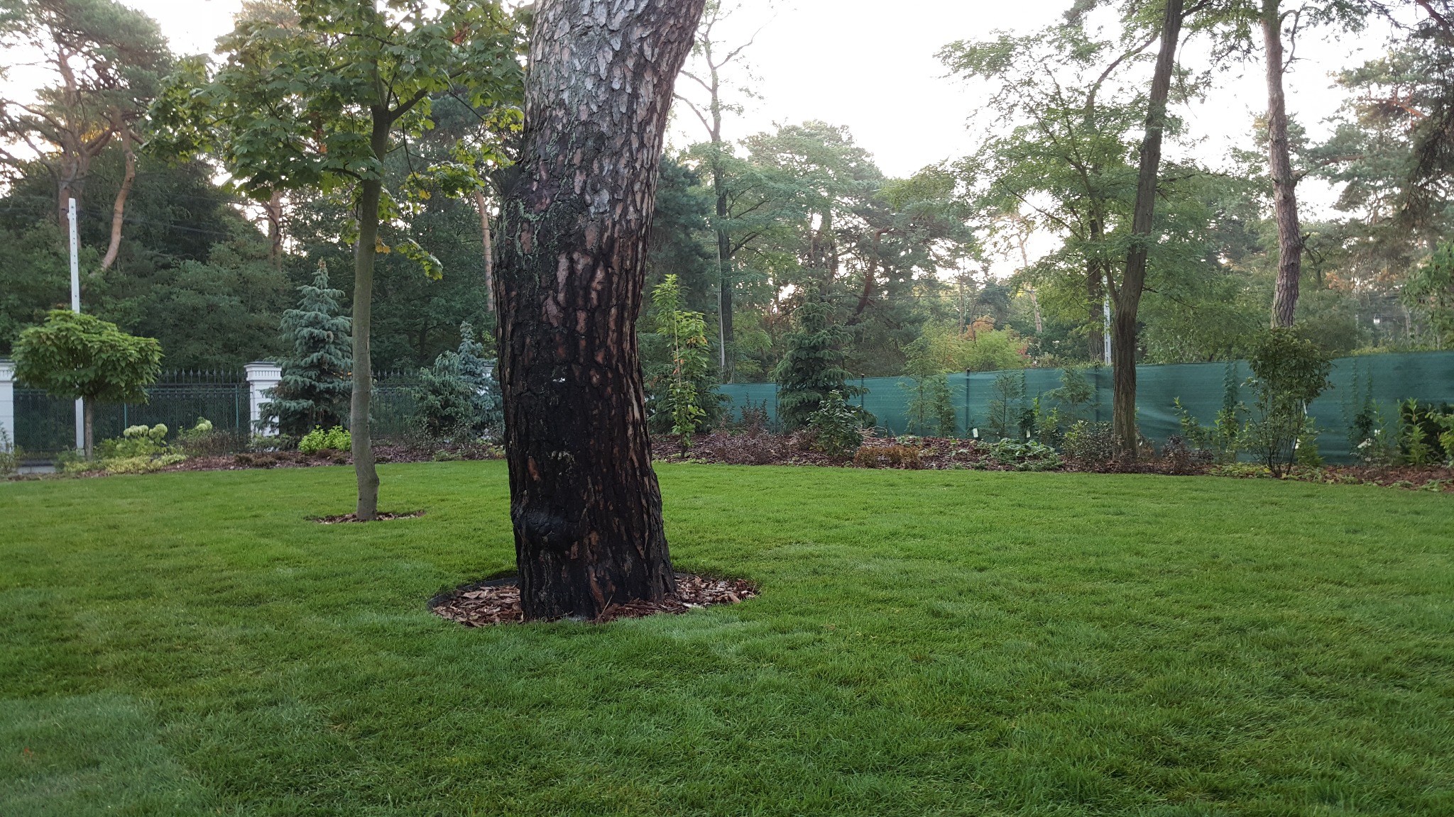Starannie utrzymany trawnik z kilkoma drzewami, w tym jedno duże drzewo z korą pokrytą ciemnymi plamami i podsypaną korą, w tle zielona siatka ogrodzeniowa i ozdobne krzewy.