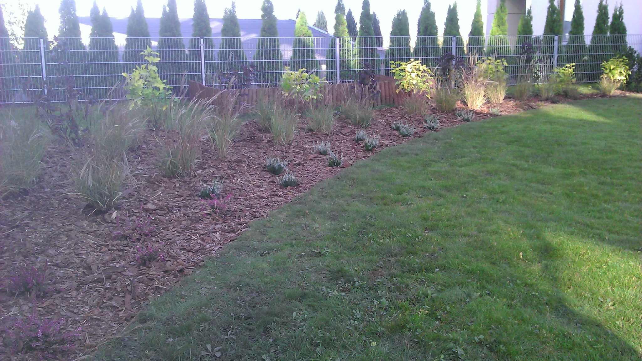 Krawędź trawnika z rabatą wysypaną korą, na której posadzono ozdobne trawy, niskie krzewy i wrzosy, w tle rząd tuj i metalowe ogrodzenie.