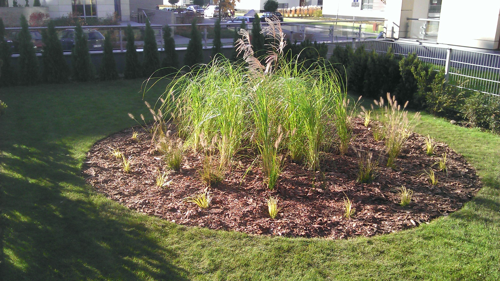 Okrągły klomb z ozdobnymi trawami i korą drzewną na zadbanym trawniku, w tle rząd tuj i budynek mieszkalny.