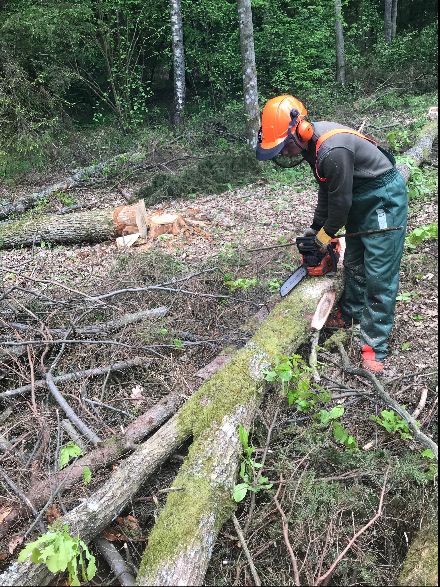 Pracownik w kasku i kombinezonie tnie piłą łańcuchową powalone drzewo pokryte mchem w lesie, w tle ścięte pnie i gałęzie.