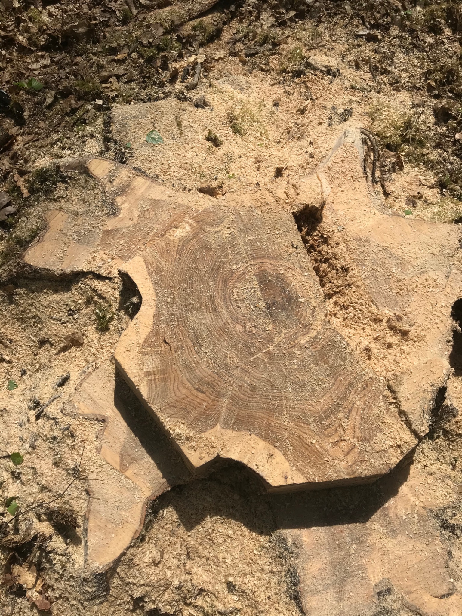 Świeżo ścięty pień drzewa pokryty wiórami, z widocznymi słojami i nieregularnym kształtem.